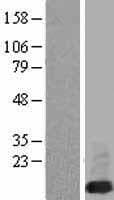 FXYD6 Protein (Over-Expression Lysate Myc-DDK (Flag))