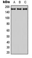ADGRB3 / BAI3 Antibody (N-Terminus)