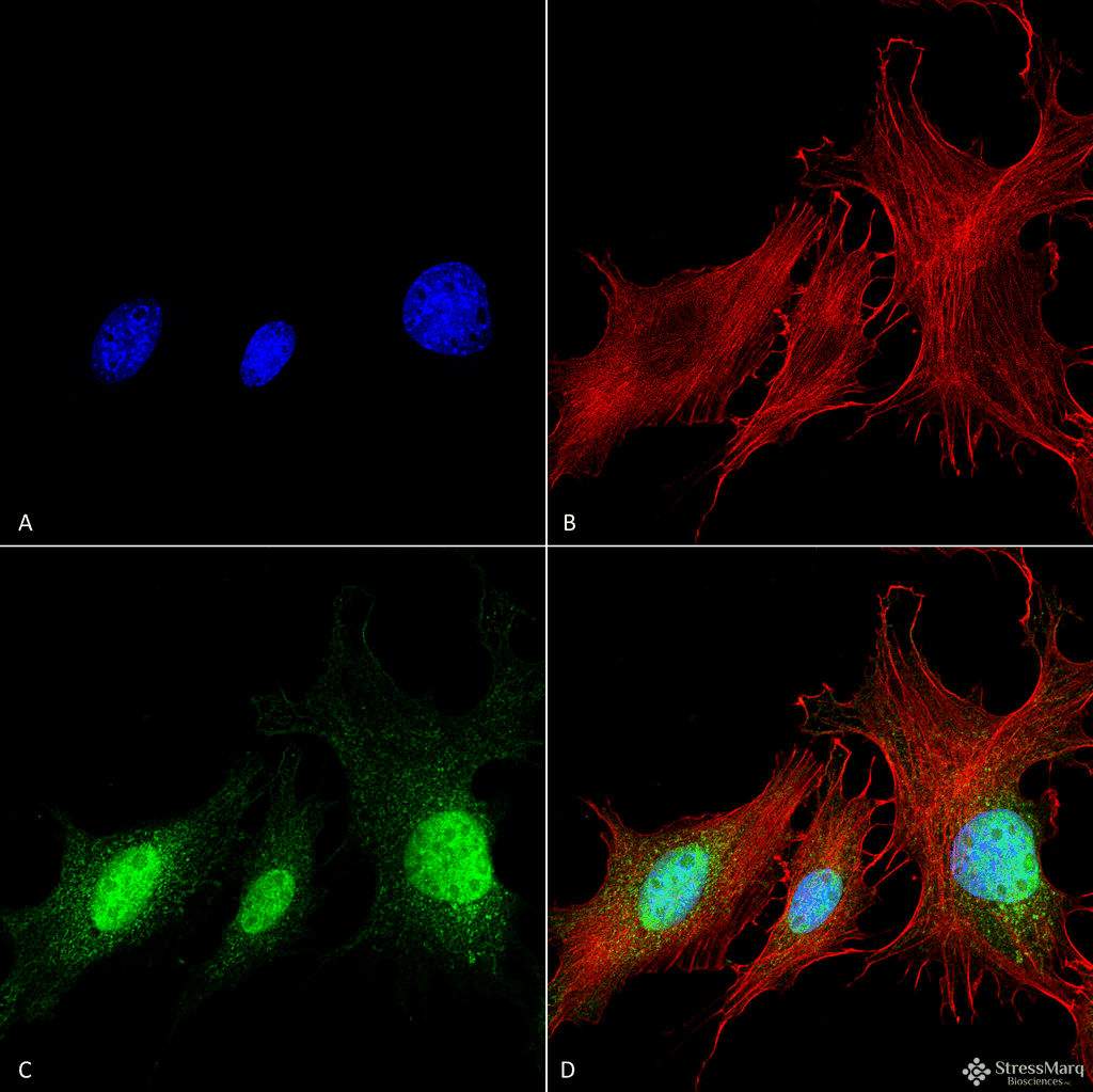 NIP3 / BNIP3 Antibody (Biotin)