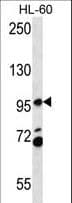 Polyclonal Rabbit anti-Human PACS2 Antibody (aa642-671, IHC, WB)