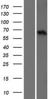 Human SLC15A5 Protein (Over-Expression Lysate Myc-DDK (Flag))