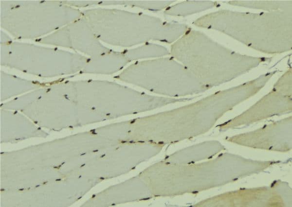 NOL8 Antibody
