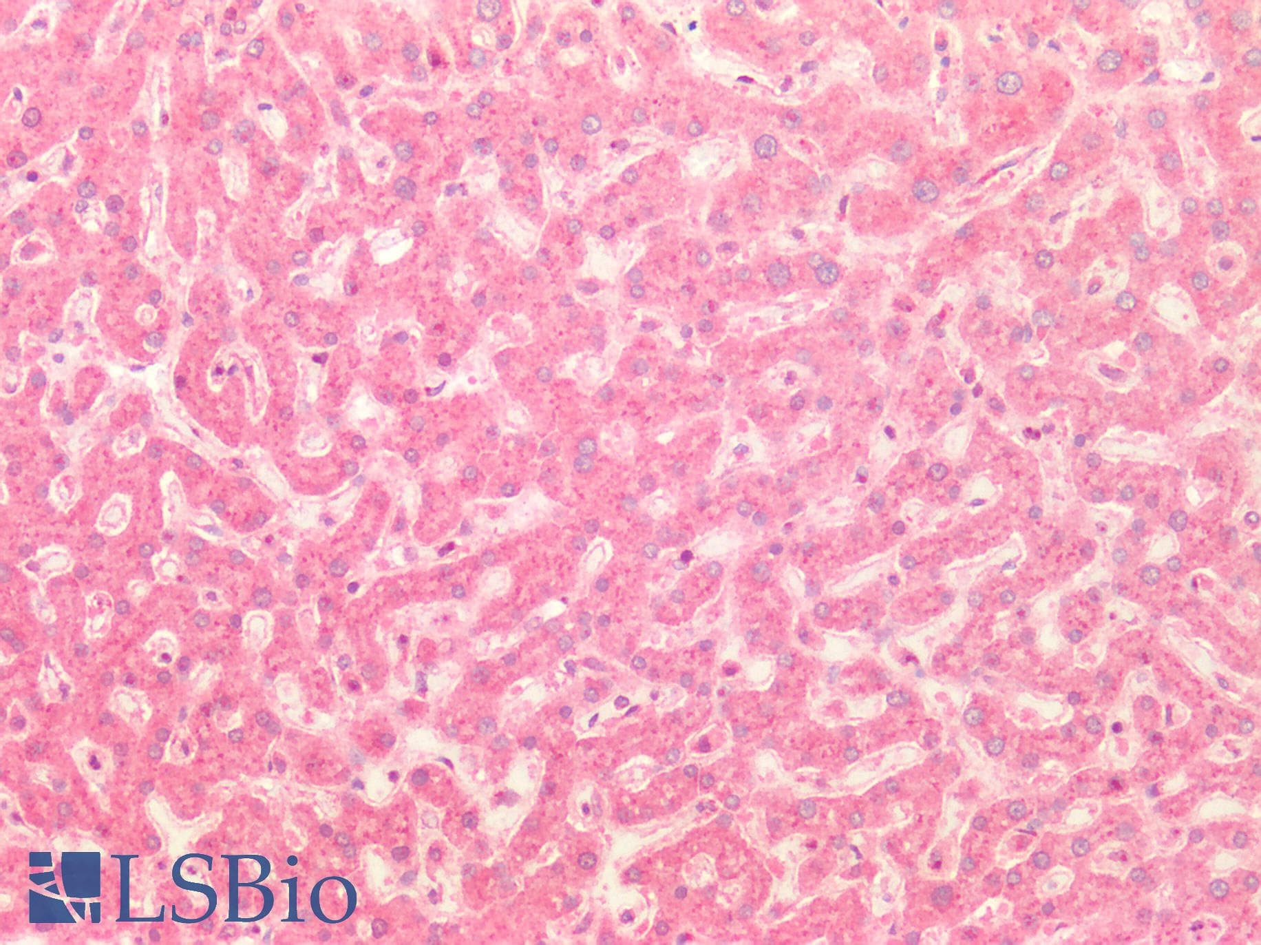 SLC12A7 / KCC4 Antibody (aa845-1056)