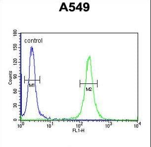 Polyclonal Rabbit anti-Human TMEM168 Antibody (aa558-587, WB)