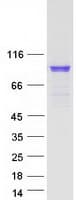 Human RPH3A / Rabphilin 3A Protein (Recombinant Myc-DDK (Flag))