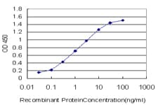 BACH1 Antibody (clone 1B8)