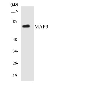 MAP9 Antibody (aa104-153)