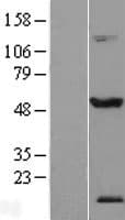TEX13A Protein (Over-Expression Lysate Myc-DDK (Flag))
