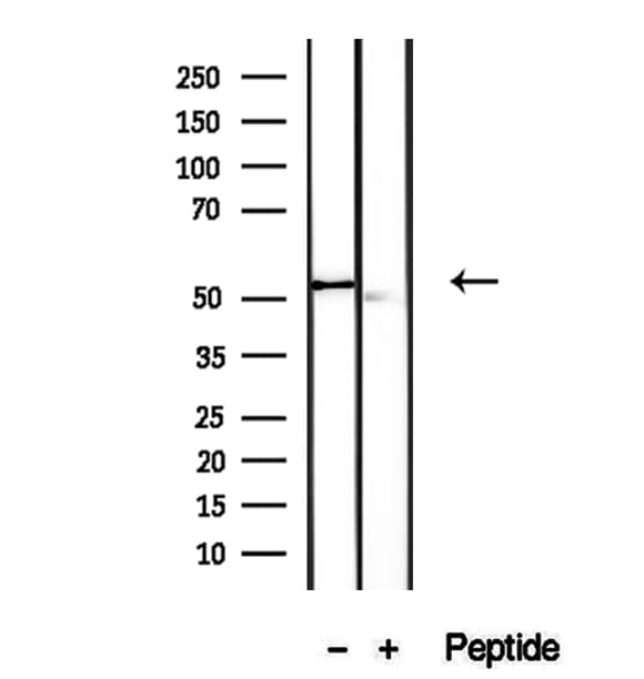 VNN1 Antibody