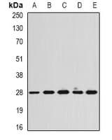 CAPNS1 / CAPN4 Antibody