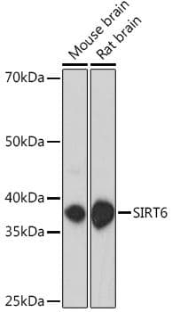 SIRT6 / Sirtuin 6 Antibody
