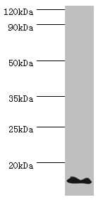 POLR1D Antibody (aa1-133)