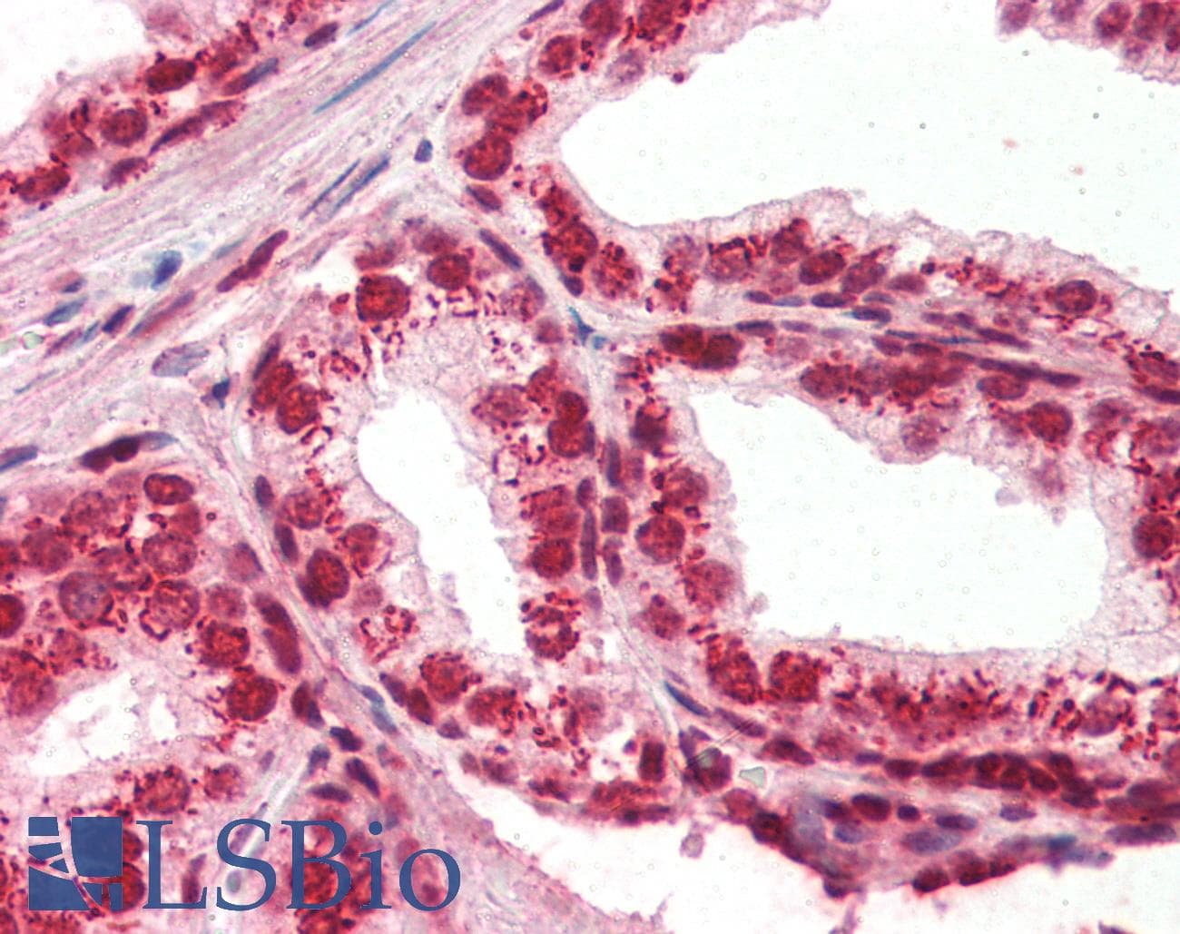 IHC-plus™ APEX1 / APE1 Antibody
