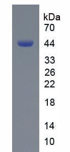 Mouse NPPC Protein (Recombinant His-GST)