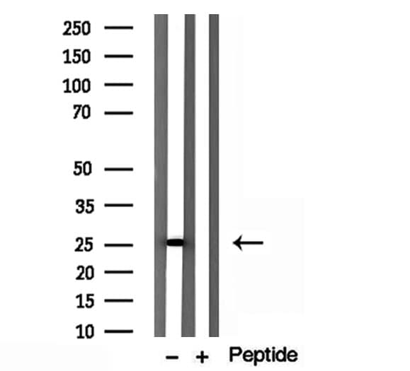 HSPB11 Antibody