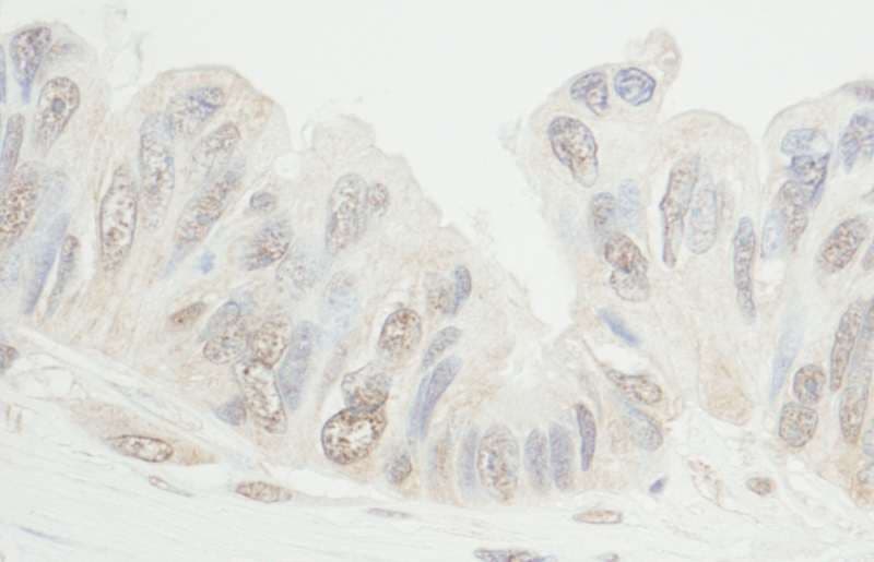 MDC1 Antibody (aa925-975)