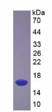 Rat TGFB3 / TGF Beta3 Protein (Recombinant His, N-Terminal)