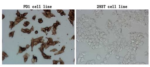 Monoclonal Mouse anti-Human PDCD1 / CD279 / PD-1 Antibody (clone OTI14B3, IF, WB)