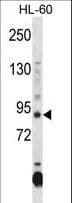 DNMT3A Antibody (aa457-486)