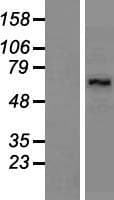 LARP7 Protein (Over-Expression Lysate Myc-DDK (Flag))