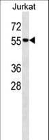 MAPK14 / p38 Antibody (aa26-53)