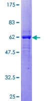 Human DEDD Protein (Recombinant GST)