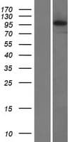 PIDD1 Protein (Over-Expression Lysate Myc-DDK (Flag))