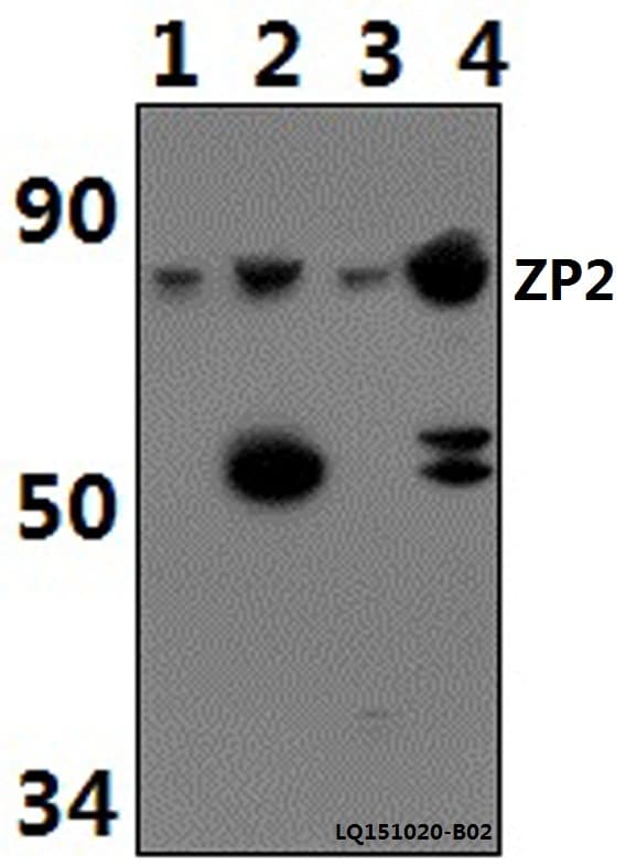ZP2 Antibody