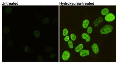 H2AFX / H2AX Antibody (phospho-Ser139)