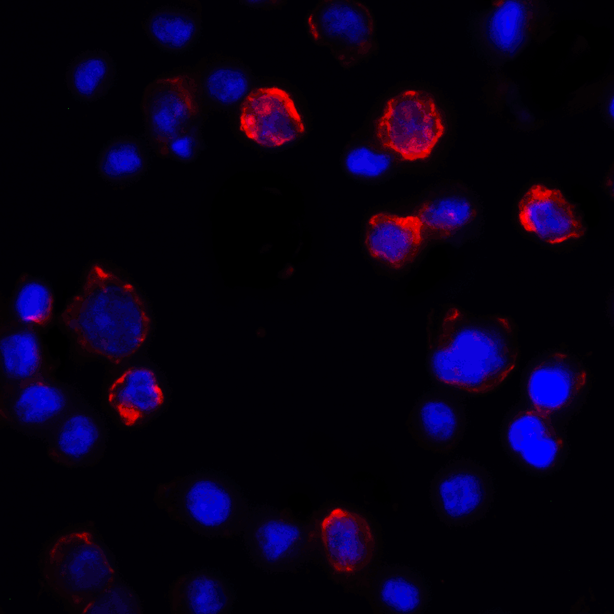 Monoclonal Mouse anti-Human CD274 / B7-H1 / PD-L1 Antibody (clone 2D6, IHC, IF, WB)