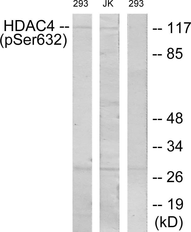 HDAC4 Antibody (phospho-Ser632)