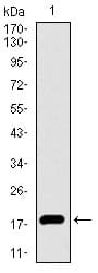 ID2 Antibody (aa1-134, clone 4E12G5)