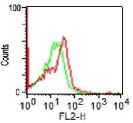 NCAM / CD56 Antibody (clone SPM128)
