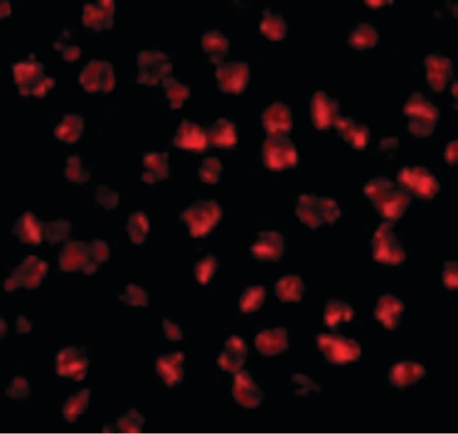 FGF4 Antibody