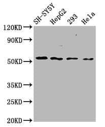 Polyclonal Rabbit anti-Human SLC19A3 Antibody (IF, WB)