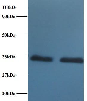 14-3-3 Alpha + Beta Antibody