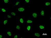 Monoclonal Mouse anti-Human CREBBP / CREB Binding Protein Antibody (clone CBP5I001, IF, WB)
