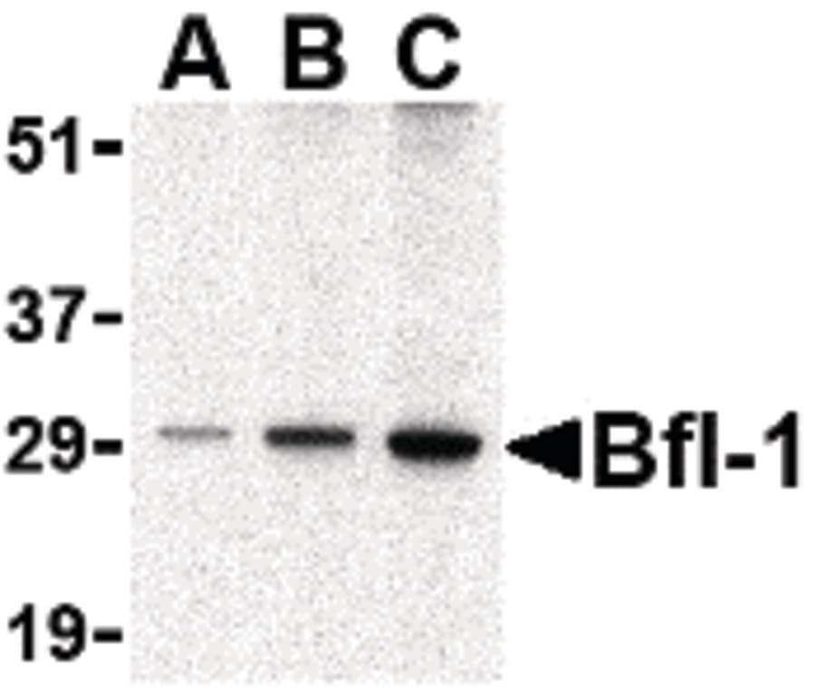 IHC-plus™ BCL2A1 Antibody