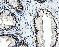 PSMC3 Antibody (clone OTI9F3, Carrier-free)