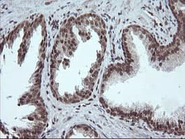 FATE1 Antibody (clone OTI1A1)