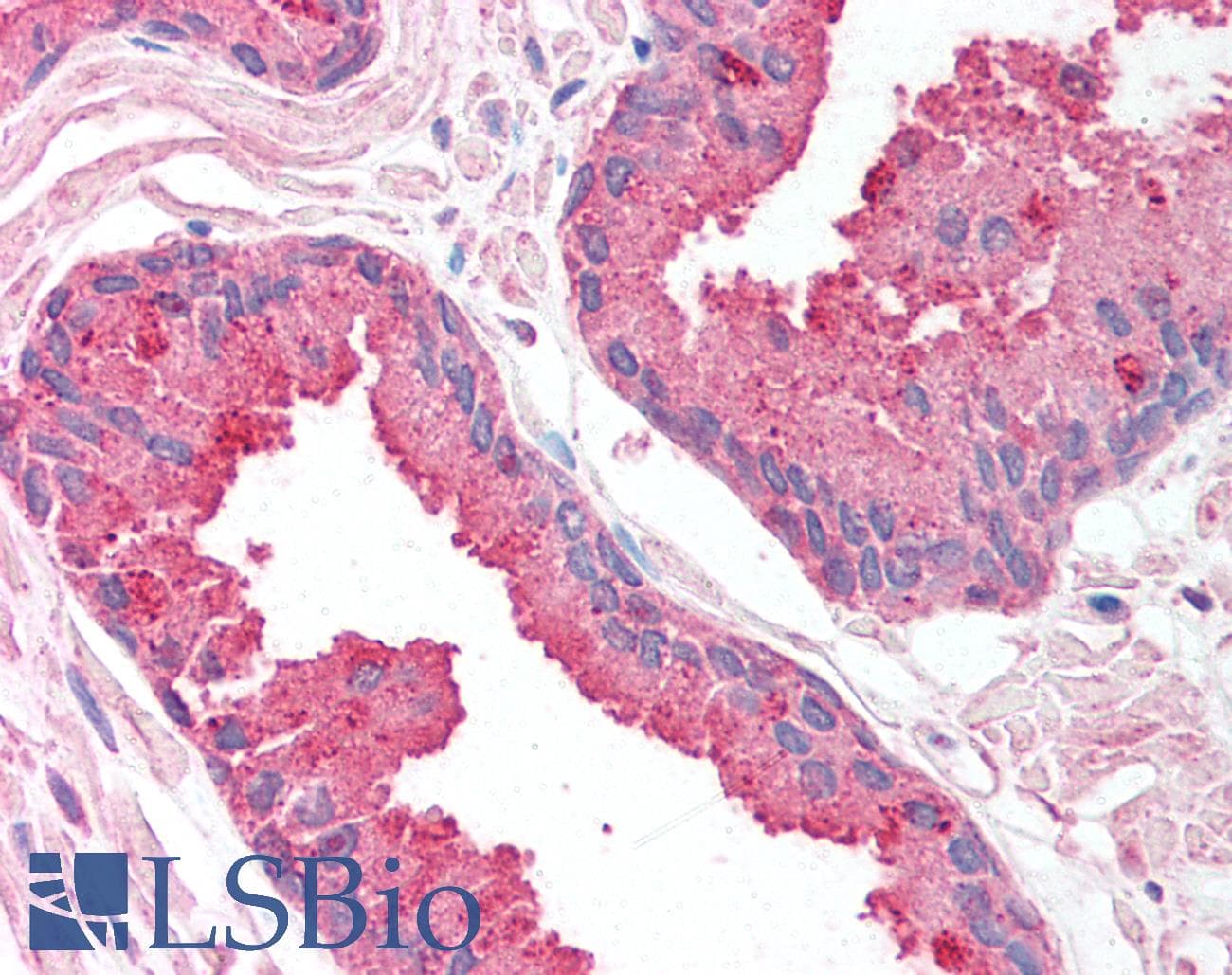 SAP18 Antibody (aa30-79)