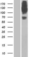 SLC6A9 / GLYT1 Protein (Over-Expression Lysate Myc-DDK (Flag))