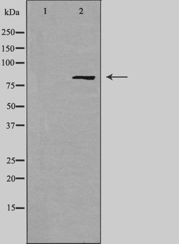 MARK2 Antibody