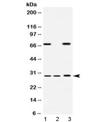 PSMA4 Antibody