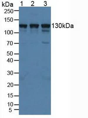 HIP1R Antibody (aa771-1012, PE)