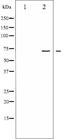 LIMK1 / LIMK Antibody (phospho-Thr508,pThr505)