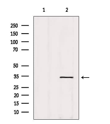 OR14A16 Antibody