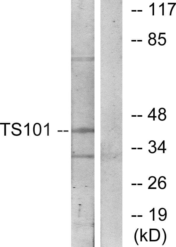 TSG101 Antibody
