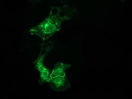 VSIG2 Antibody (clone OTI11B3)