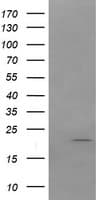 ANAPC11 / APC11 Antibody (clone OTI1B11)